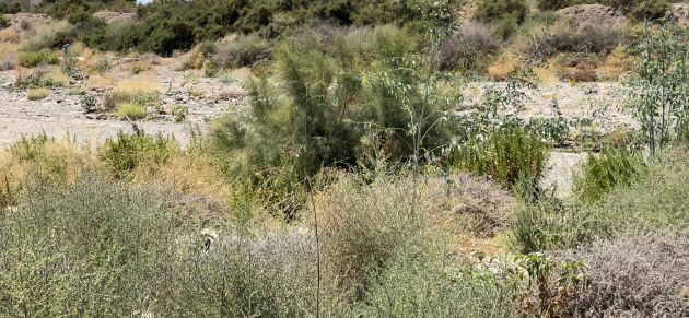 La dejadez de la CHS obliga a gastar fondos municipales en la limpieza de ramblas ante la amenaza de DANA