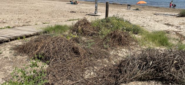 Reverte: “Es penosa la imagen de las playas este pasado fin de semana”